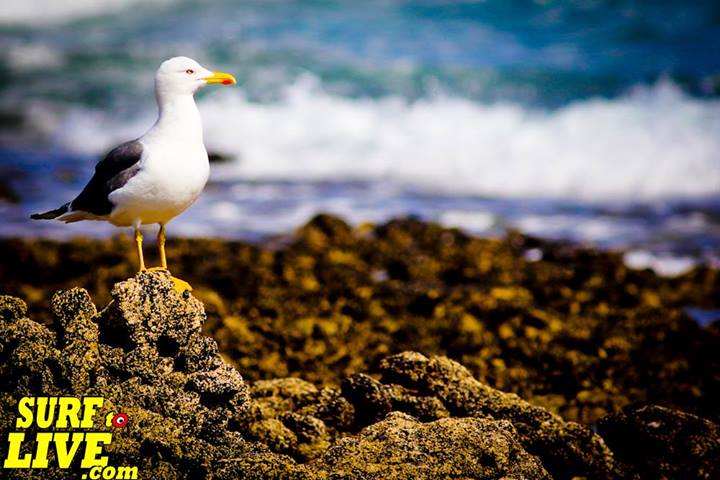 Surf to Live